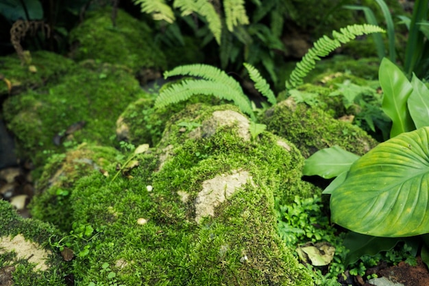 Green moss cover stones and on the floor in the forest