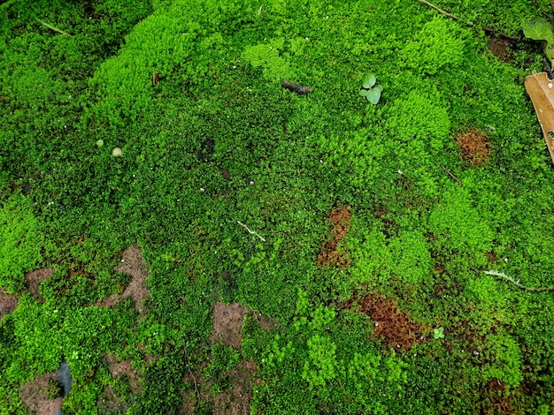 Green moss covered on the stone