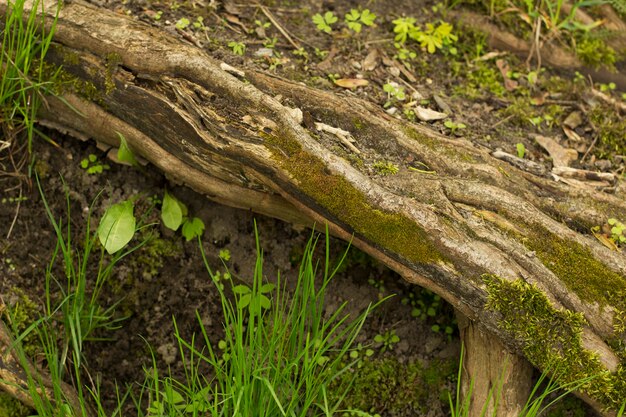 Green moss covered tree trunk clooseup