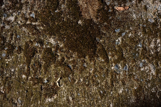 Green moss dry on stone texture and background