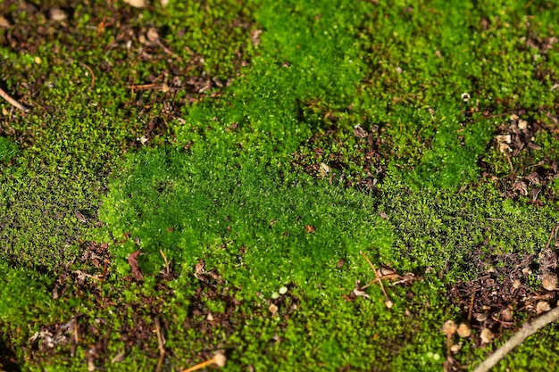 Green moss on flowerbed background