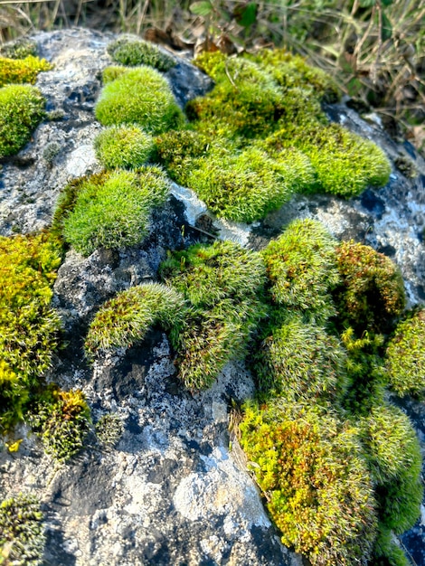 Green moss in the forest Stack of pebble stones by a stream in a forest