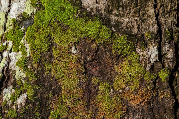 Photo green moss growing on the old brick wall selective focus