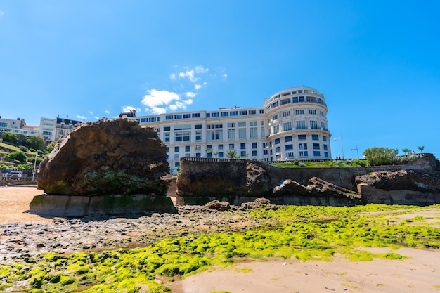 Green moss at low tide on the beach under the Basta Rock of Biarritz beach Lapurdi France