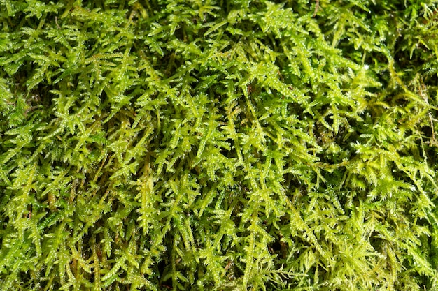 Green moss. Nature backdrop