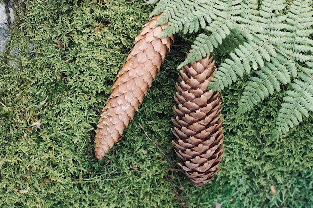 Green moss and pine cones