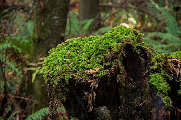 Green moss on a rotting tree trunk in the forest