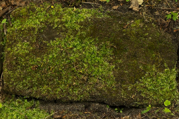 Green moss on the stone. Closeup shot