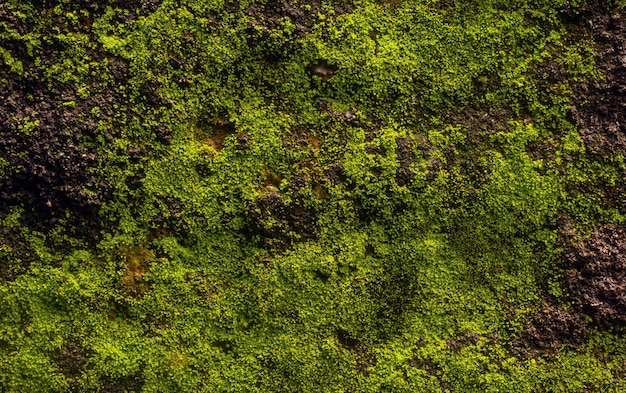 Green moss on the stone for natural background