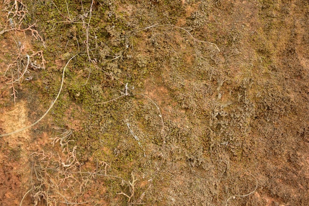 Green moss on stone texture and background