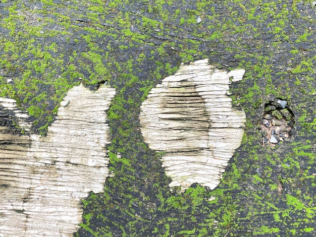 Green moss on stone wall