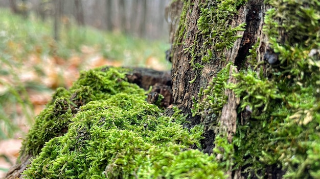 Green moss on a stump in the forest