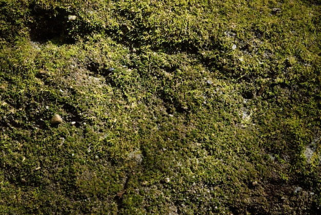 green moss texture and background