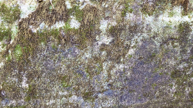 Green moss texture and background