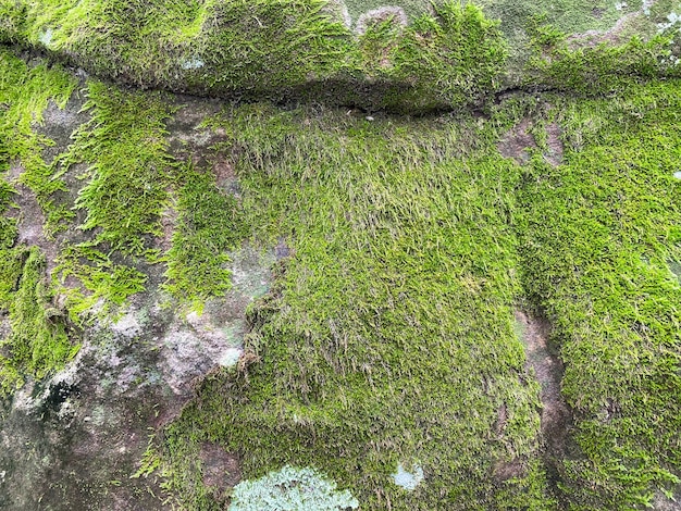 Green moss texture and background