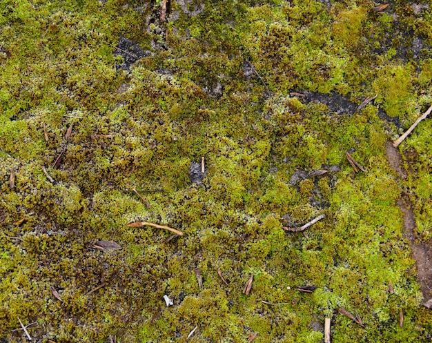 Green moss texture on grey stone. Organic background.