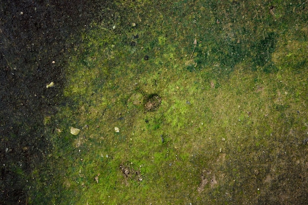 Green moss texture in nature green moss on cement background. 