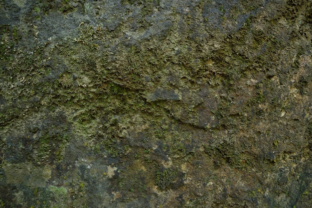 Green moss texture