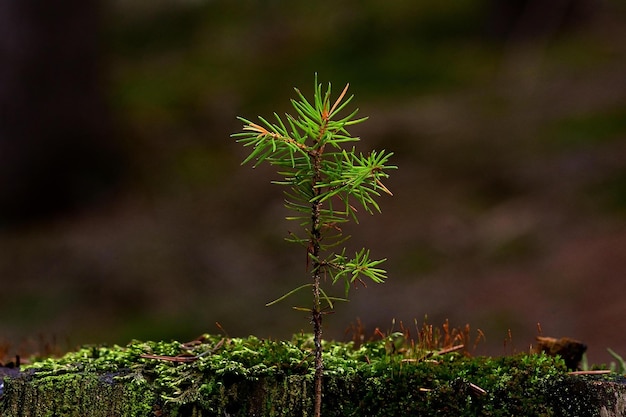 green moss on the tree