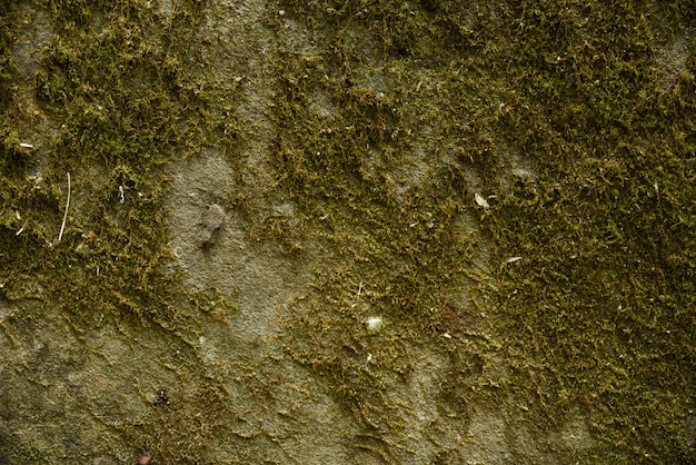 Green moss wall