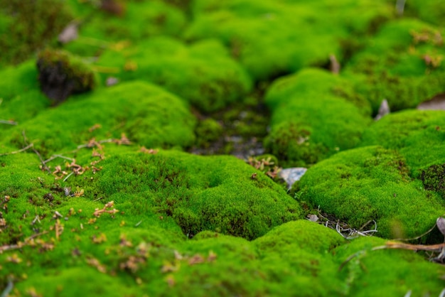 Green moss in waves in nature.