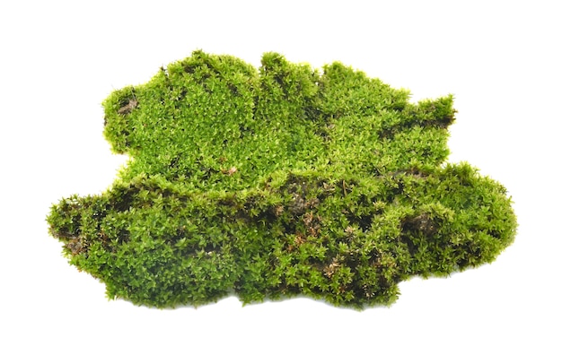 Green moss on white background