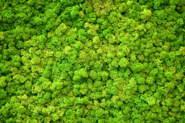 Green moss