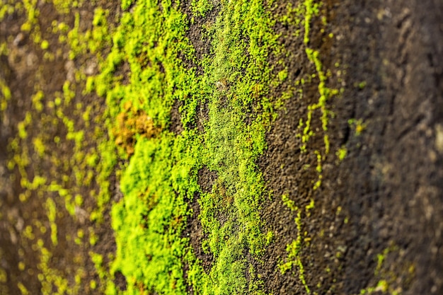 Photo green mossy concrete wall close up selective focus