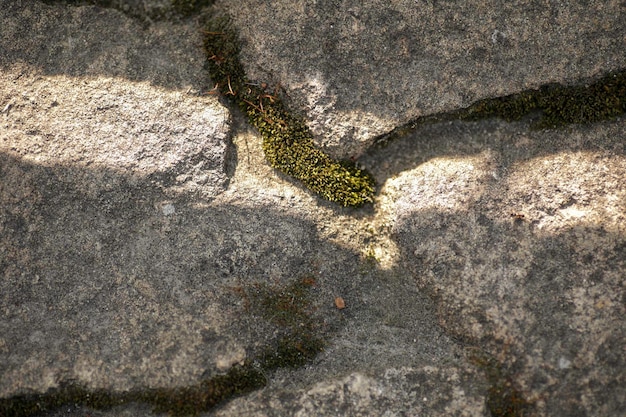 A green mossy rock in the ground