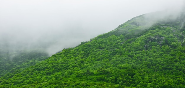 green mountains in fog panoramic nature view Mountain scenery and cold fog in the morning 3D