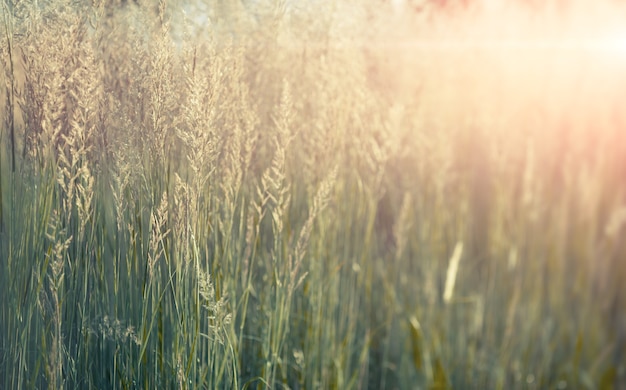 Green natural background of pampas