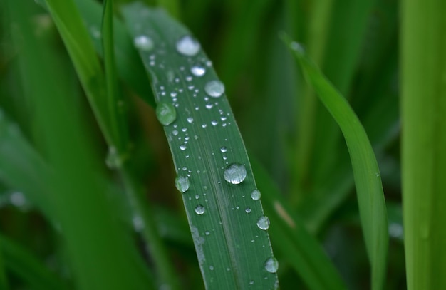 green natural green leaves in the morning