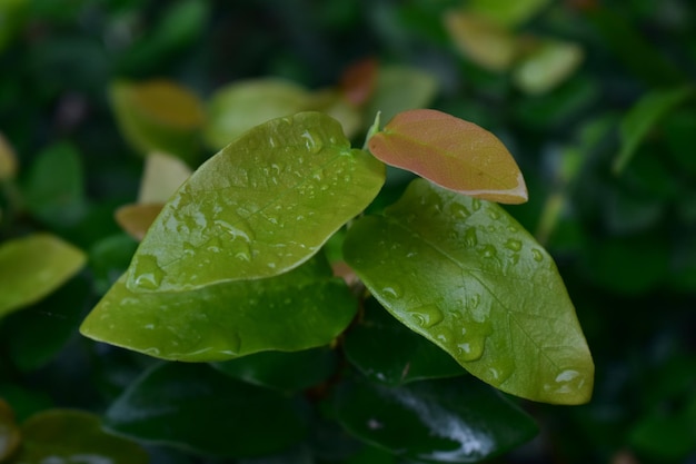 green natural green leaves in the morning