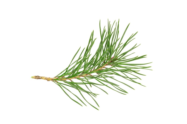 Green natural pine branch isolated on white background