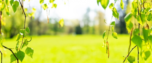 Green nature abstract blur background