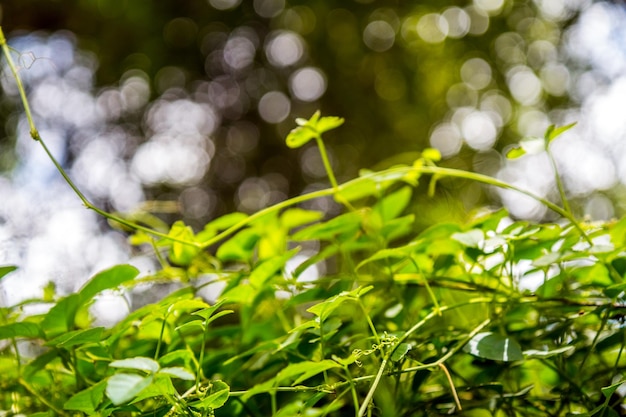 Green nature background Close up view of green leaves with beauty bokeh under sunlight in summer with copy space For natural and freshness wallpaper