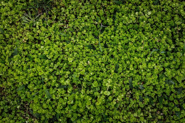 Green nature background. Leaves texture. Top view