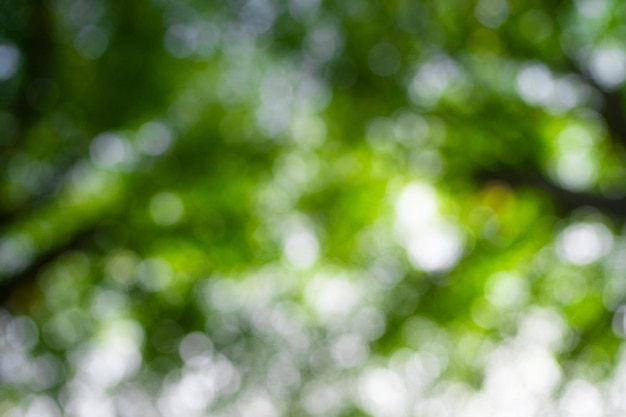 Green nature background Summer spring background Blurred green leaves background Tree branch bokeh background Leaf backdrop