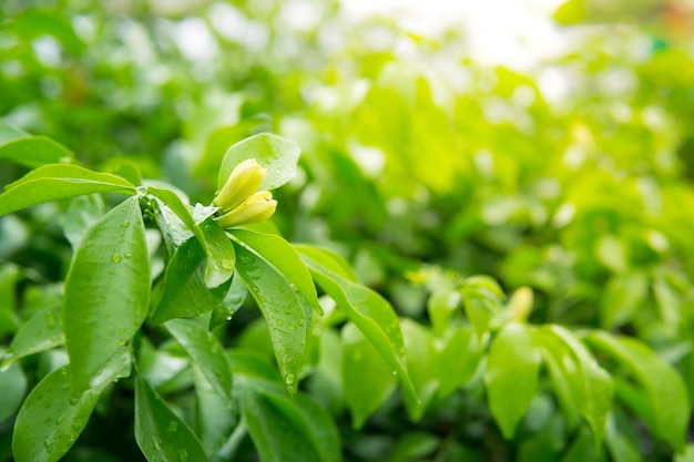  Green nature background with garden plant