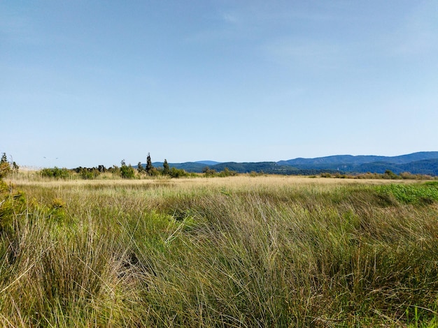 Green nature and blue sky landscape