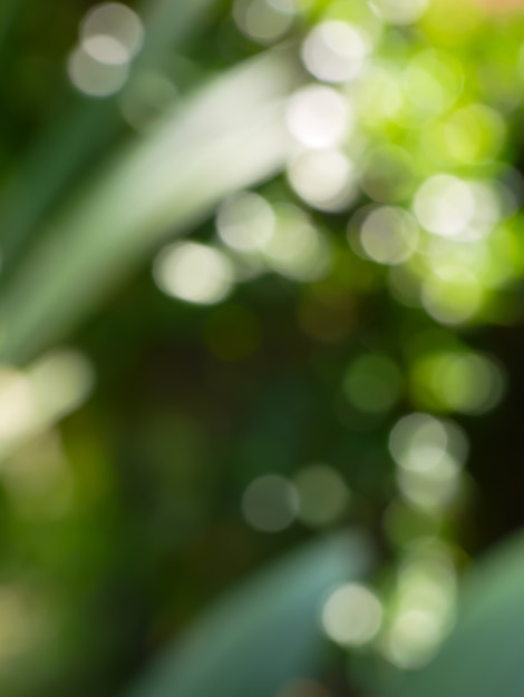 green nature bokeh abstract background