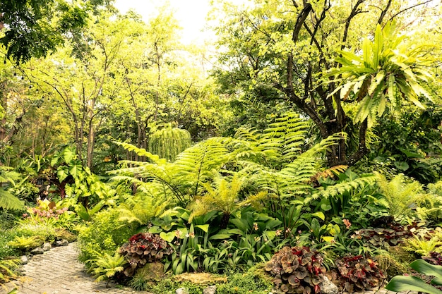 Green nature of Fern and trees in tropical garden