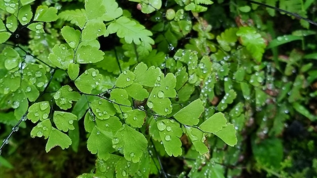 green nature leaf background fresh