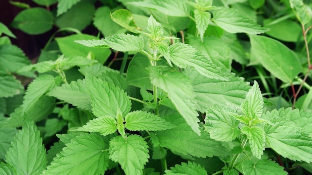 Green nettle natural herbal background