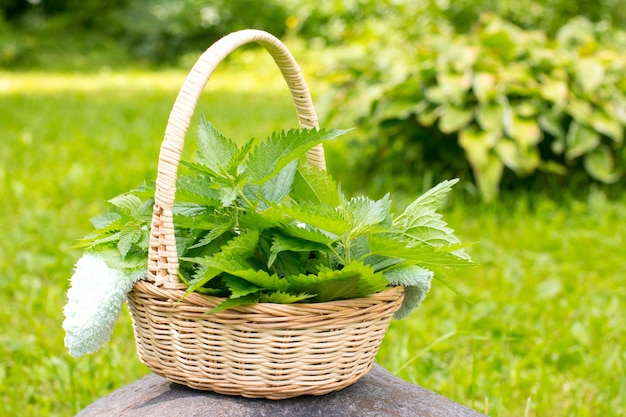 Green nettles in a basket Collecting greenery