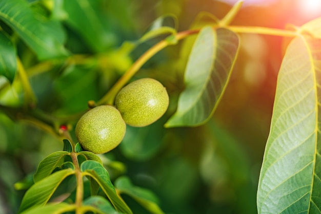 Green nuts on a tree in nature