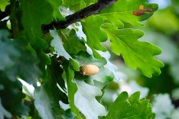 Green oak foliage and a weighing acorn