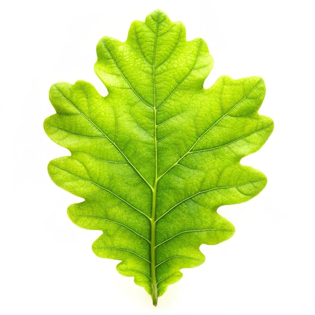 Photo green oak leaf isolated on a white background