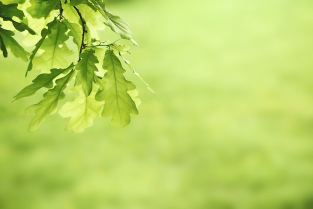 Green oak leaves background. Plant and botany nature texture