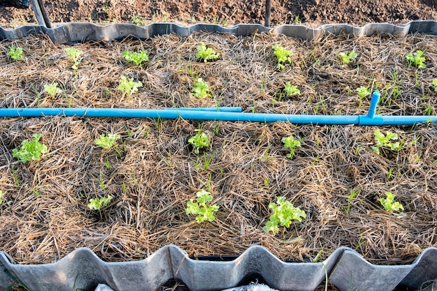 Green oak lettuce growing in garden